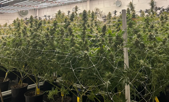 Hog Leg Farm Strains